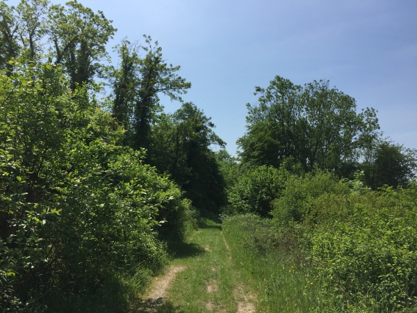 Forêt domaniale de La Londe - Rouvray, chemin en direction de la Maredote.